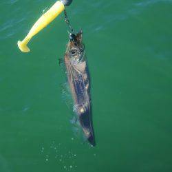 台風後のデイタチウオ