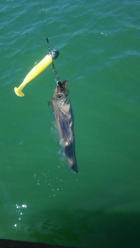 台風後のデイタチウオ