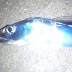 タチウオ釣り