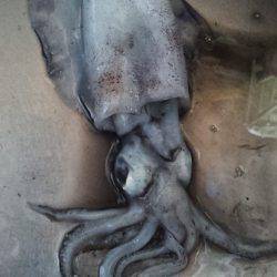 アオリイカの当たり年!!!