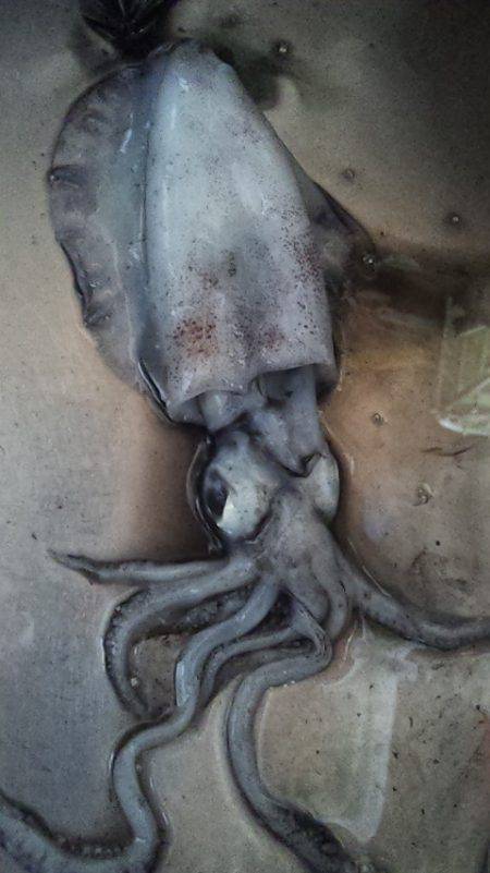 アオリイカの当たり年!!!