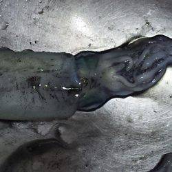 台風後のアオリイカ調査