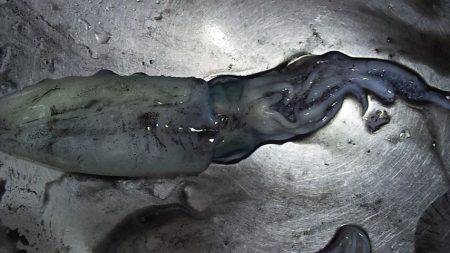 台風後のアオリイカ調査