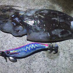 エンドレス　アオリイカ