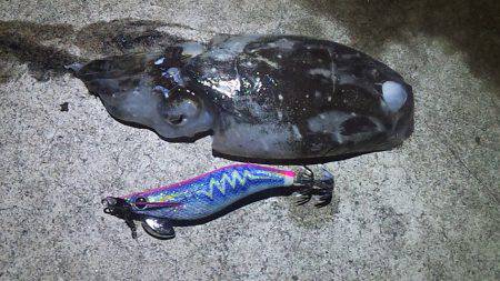 エンドレス　アオリイカ