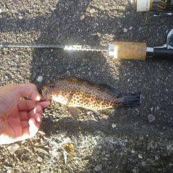 オオモンハタ遠征