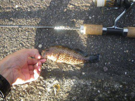 オオモンハタ遠征