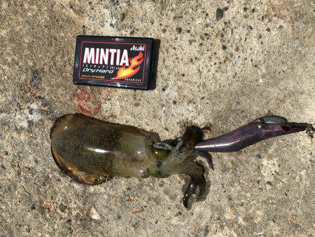 エギング&サビキ