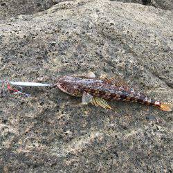 久しぶりの磯。