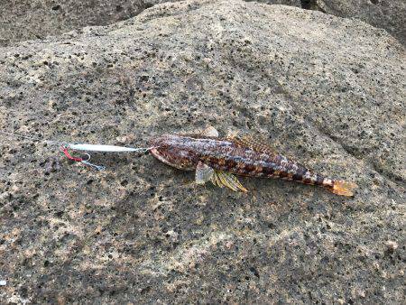 久しぶりの磯。