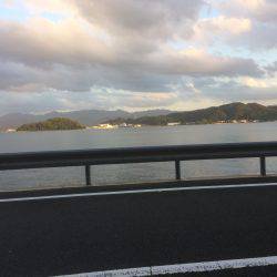 アコウがつれた