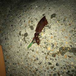 キャップテン&アオリイカ