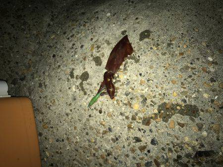 キャップテン&アオリイカ