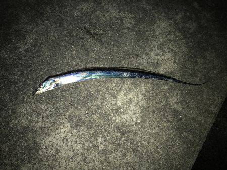 青物とタチウオ釣り