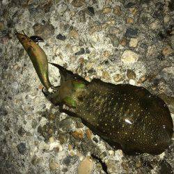 キャップテン&ケンサキイカ