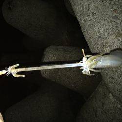 先週の台風の影響？