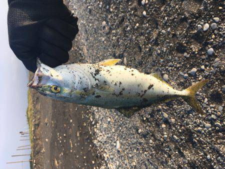 ギリギリイナダサイズ