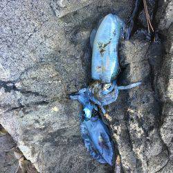 激シブ‥エギング