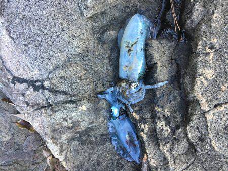 激シブ‥エギング