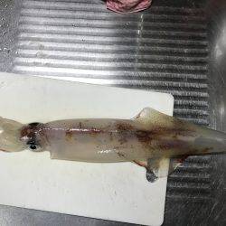 エギにヤリイカ!!