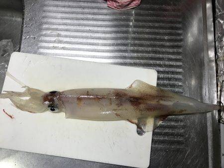 エギにヤリイカ!!