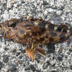 ガシラの唐揚げ