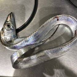 タチウオ小さいね…