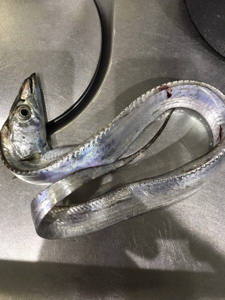 タチウオ小さいね…