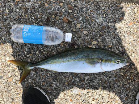 ツバスゲット！