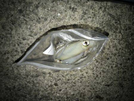 イカの数釣り求めて