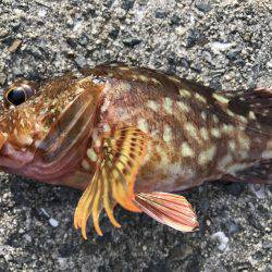 カサゴの煮付け