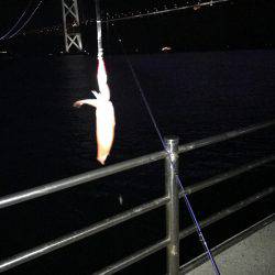 デカいか求めて!