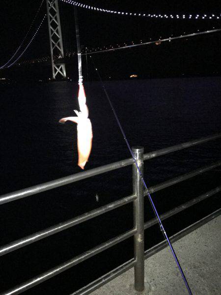 デカいか求めて!