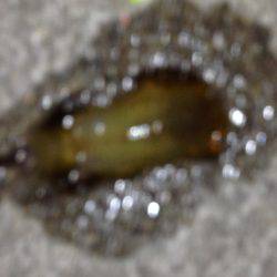 今年の初エギング