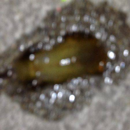 今年の初エギング