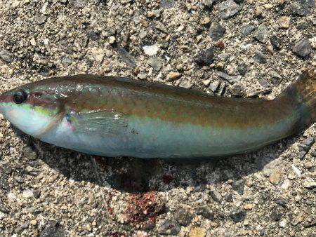 飽きのこない程度に…。