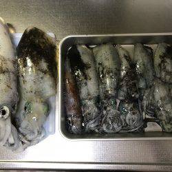 デカケンサキを求めて！