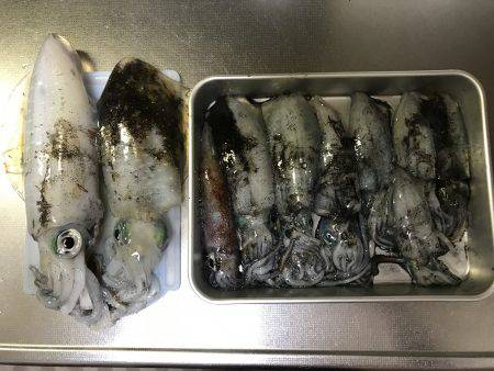 デカケンサキを求めて！