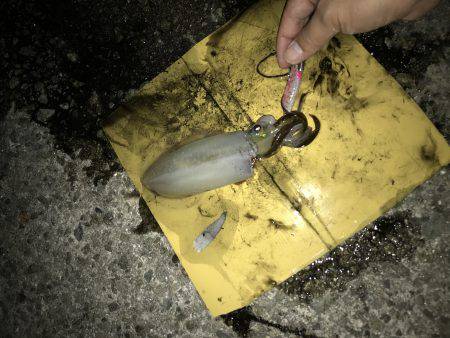 デカイカ求めて&数釣り