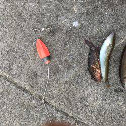 ひさびさタチウオ