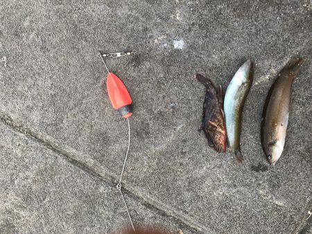 ひさびさタチウオ