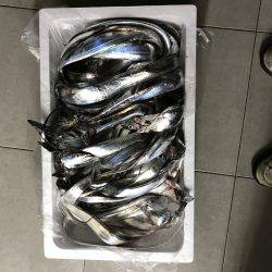 タチウオの処理に追われる男。