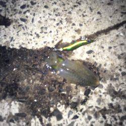 オールリリース…