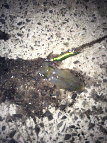 オールリリース…