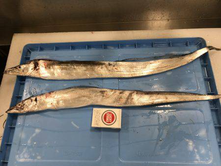 日本で1番タチウオを釣り上げた男。(仮)