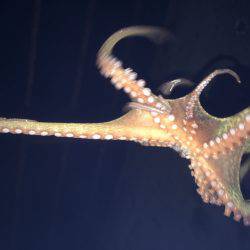 牛ヶ首からの泉南