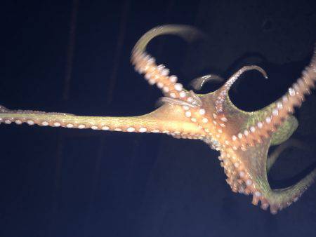 牛ヶ首からの泉南