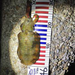 釣れて良かった・・