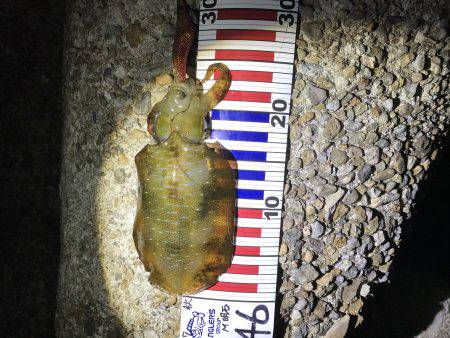 釣れて良かった・・