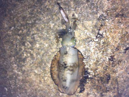 数もサイズもいまいち